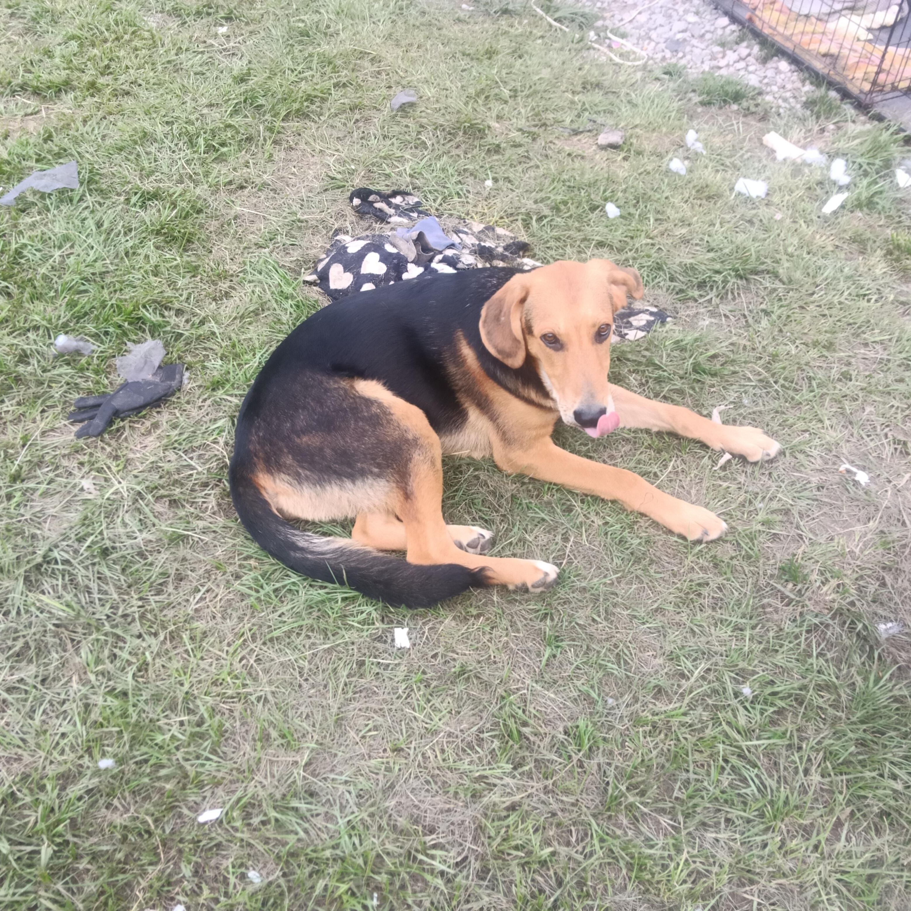 Enlarge Joshy, a Adoptable mixed breed in East Windsor , CT image 2/3