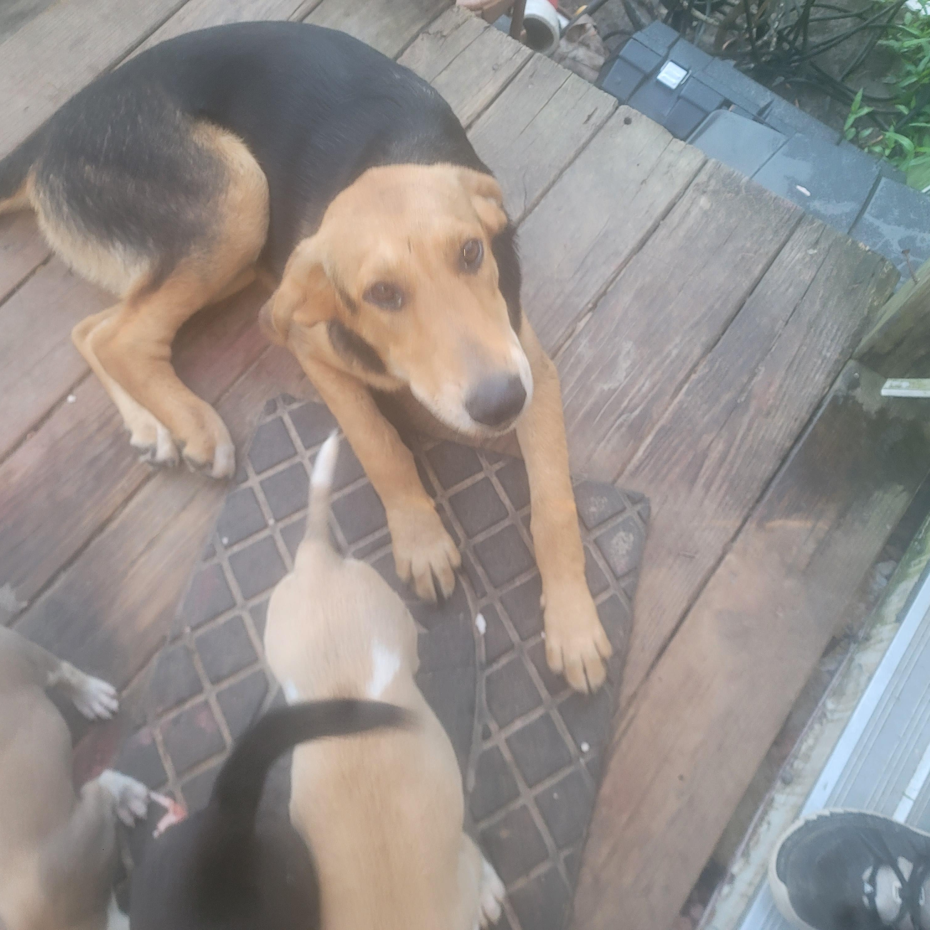 Joshy, Adoptable, Young Male Black and Tan Coonhound.