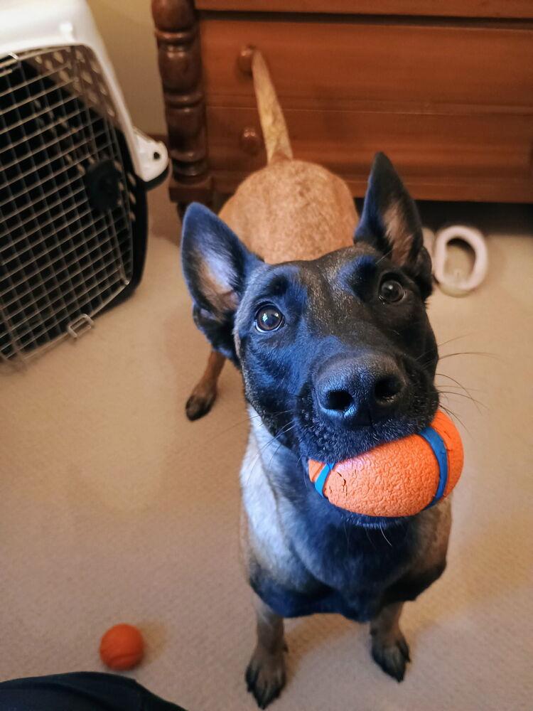 ROMY - Located in MI, a Adoptable Belgian Shepherd / Malinois in Imlay City, MI image 1/4