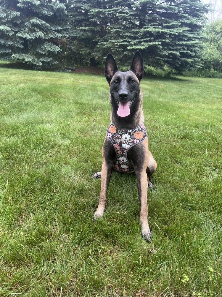 ROMY - Located in MI, a Adoptable Belgian Shepherd / Malinois in Imlay City, MI image 2/4