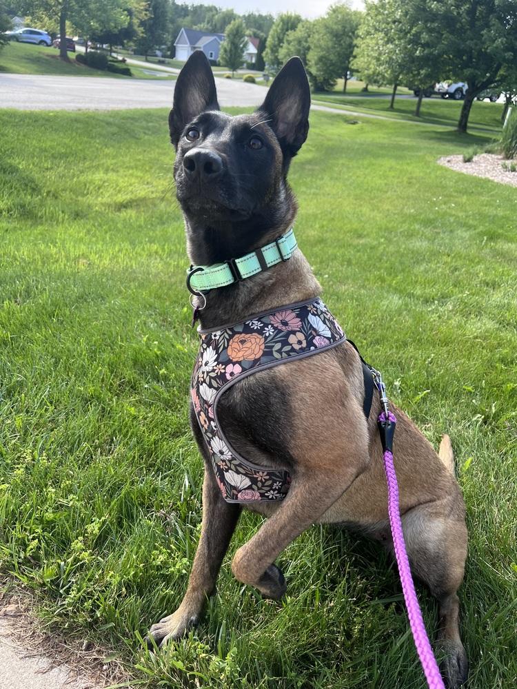 ROMY - Located in MI, a Adoptable Belgian Shepherd / Malinois in Imlay City, MI image 3/4