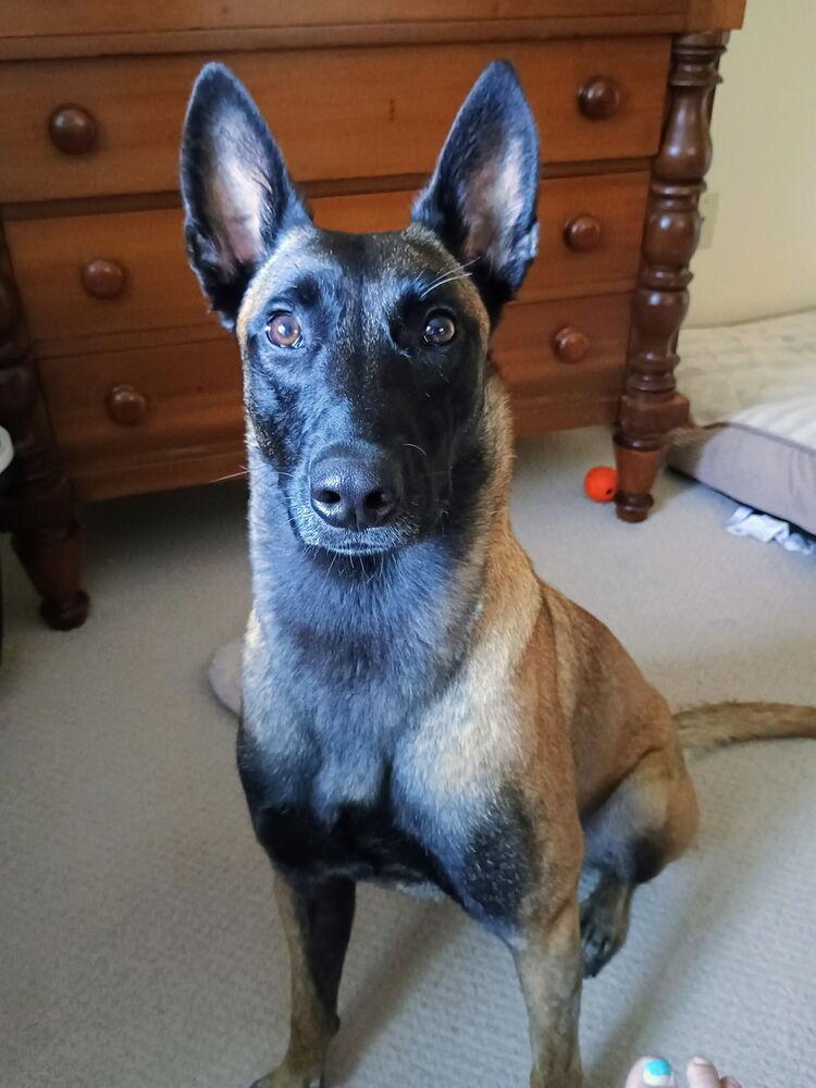 ROMY - Located in MI, a Adoptable Belgian Shepherd / Malinois in Imlay City, MI image 4/4