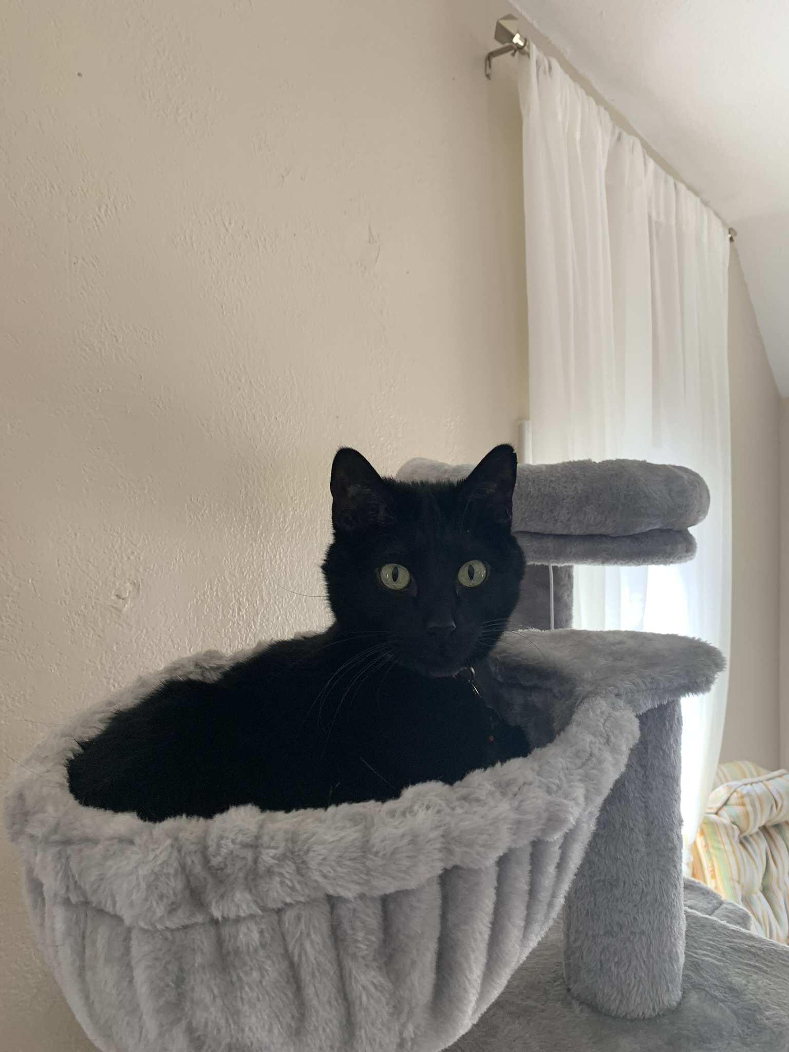 Alex, an adoptable Domestic Short Hair in Springfield, MO, 65803 | Photo Image 3