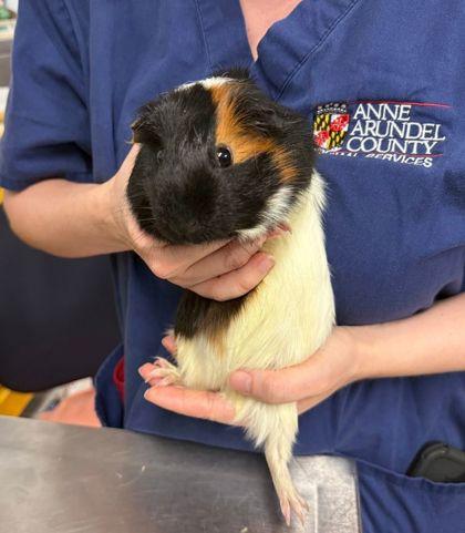 Cantina (& Hint of Lime), Adoptable, Adult Female Guinea Pig & Guinea Pig.