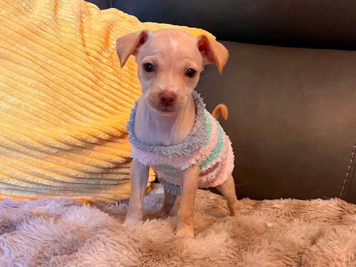 Enlarge Triscuit, a ADOPTABLE mixed breed in Roseville, CA image 3/5