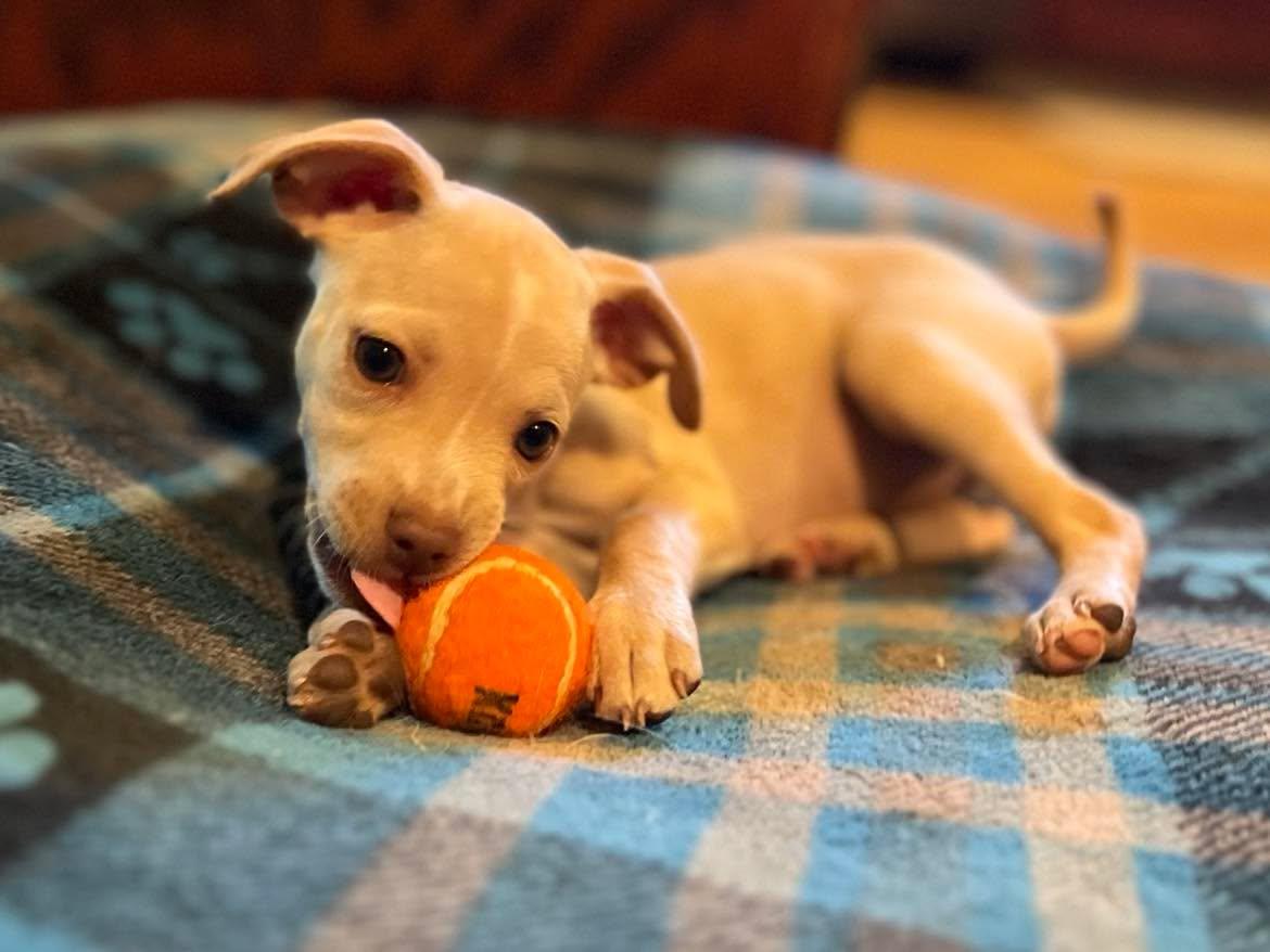 Enlarge Triscuit, a ADOPTABLE mixed breed in Roseville, CA image 2/5
