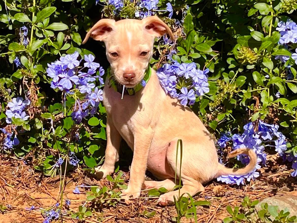 Enlarge Triscuit, a ADOPTABLE mixed breed in Roseville, CA image 1/5