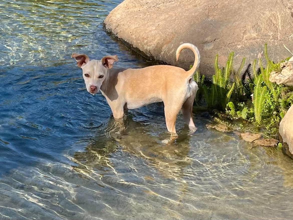 Enlarge Triscuit, a Adoptable mixed breed in Roseville, CA image 4/6