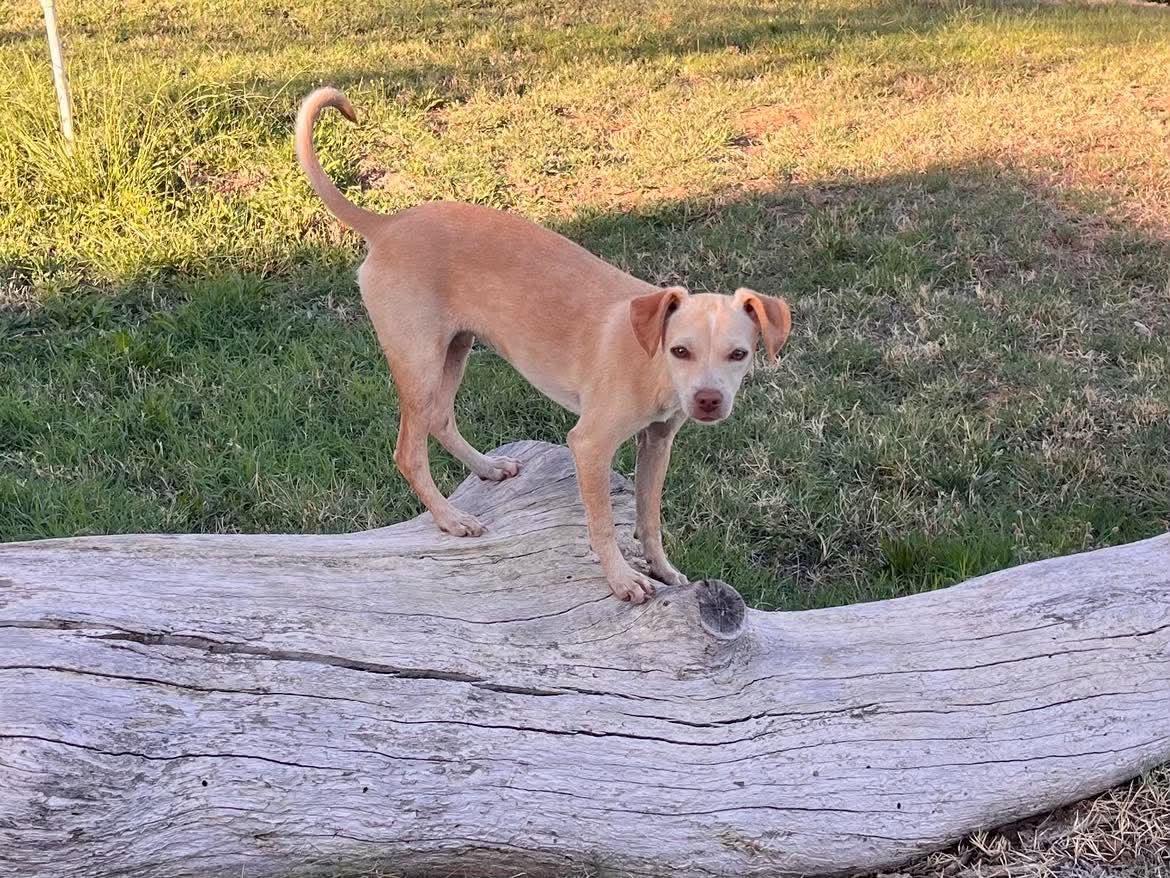 Enlarge Triscuit, a Adoptable mixed breed in Roseville, CA image 3/6