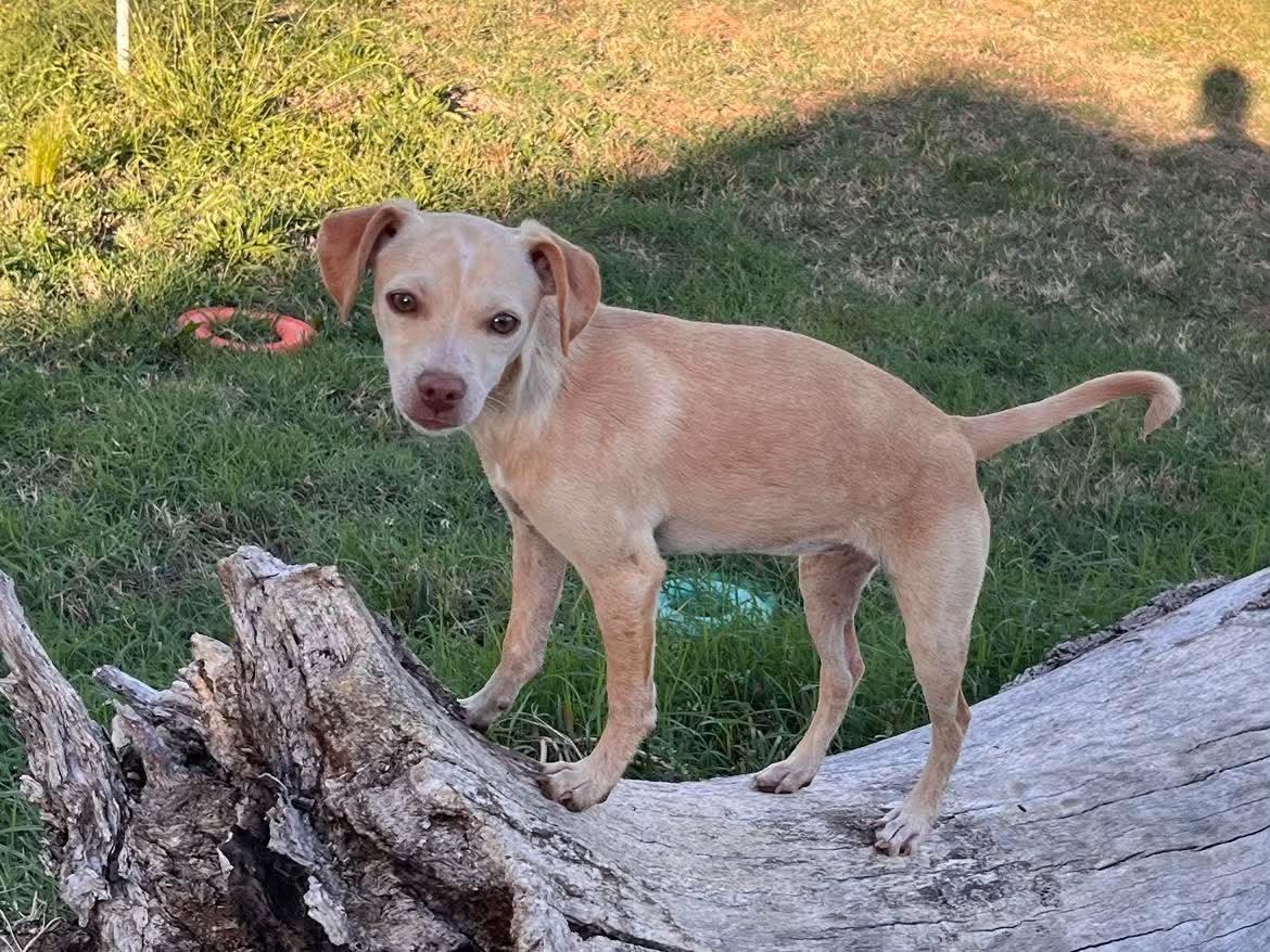 Triscuit, Adoptable, Puppy Female Chihuahua & Terrier.