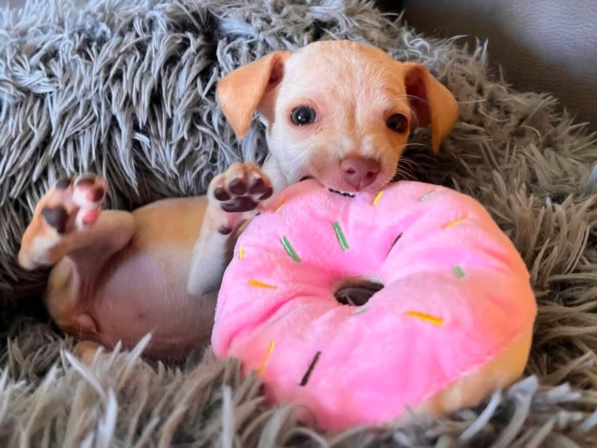 Enlarge Triscuit, a ADOPTABLE mixed breed in Roseville, CA image 4/5