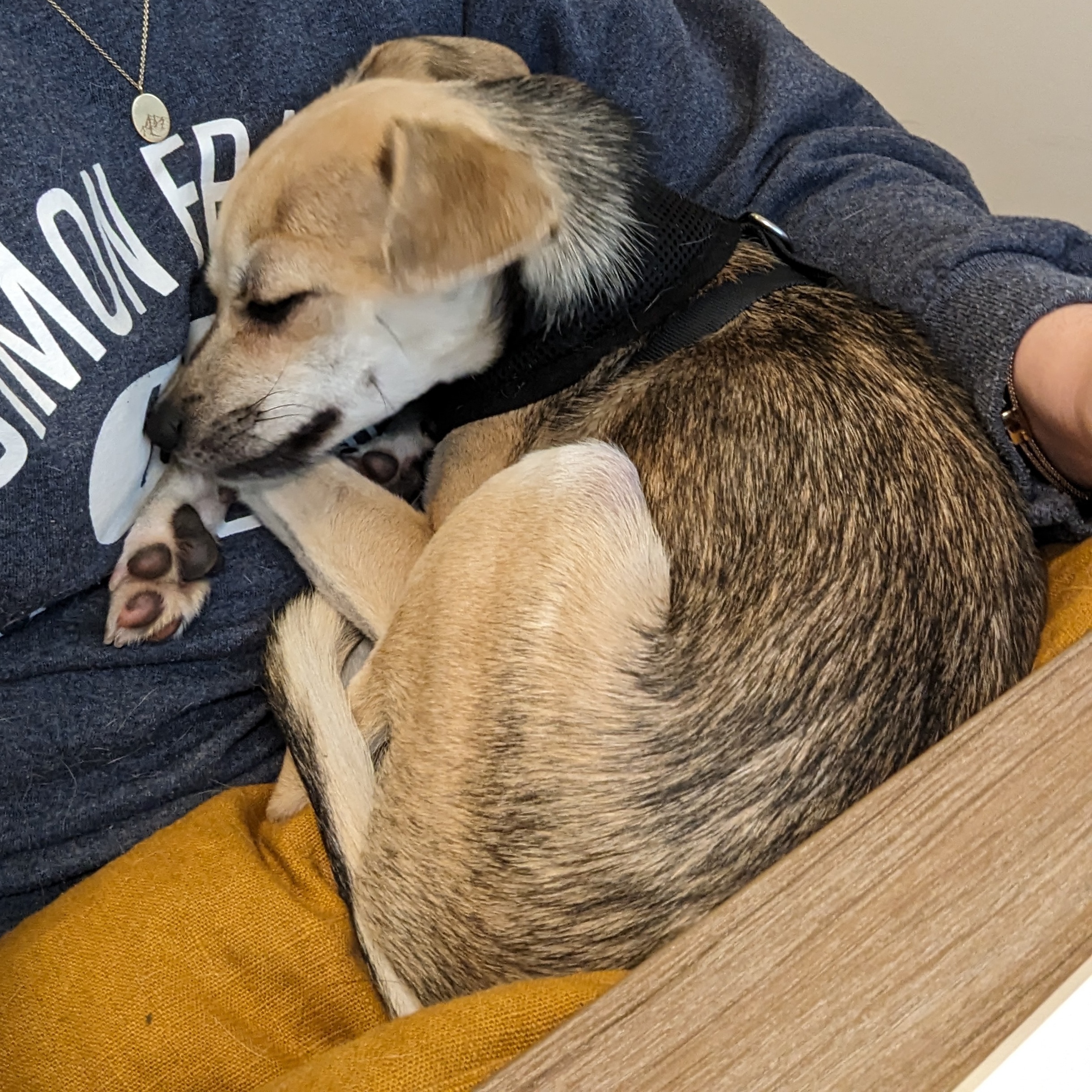 Ollie, Adopted, Puppy Male Chihuahua & Whippet.