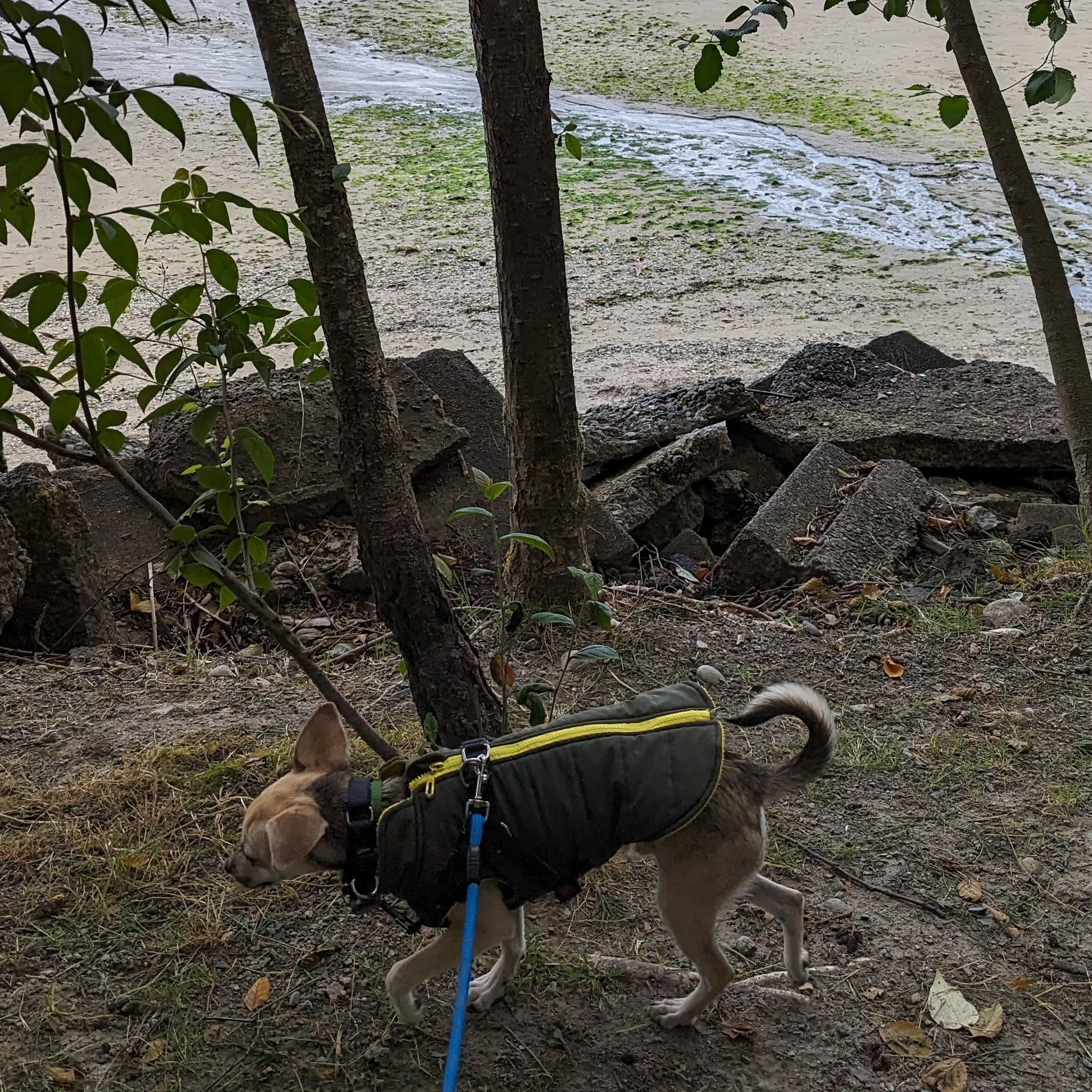 Ollie, a Adopted mixed breed in Coquitlam, BC image 3/10