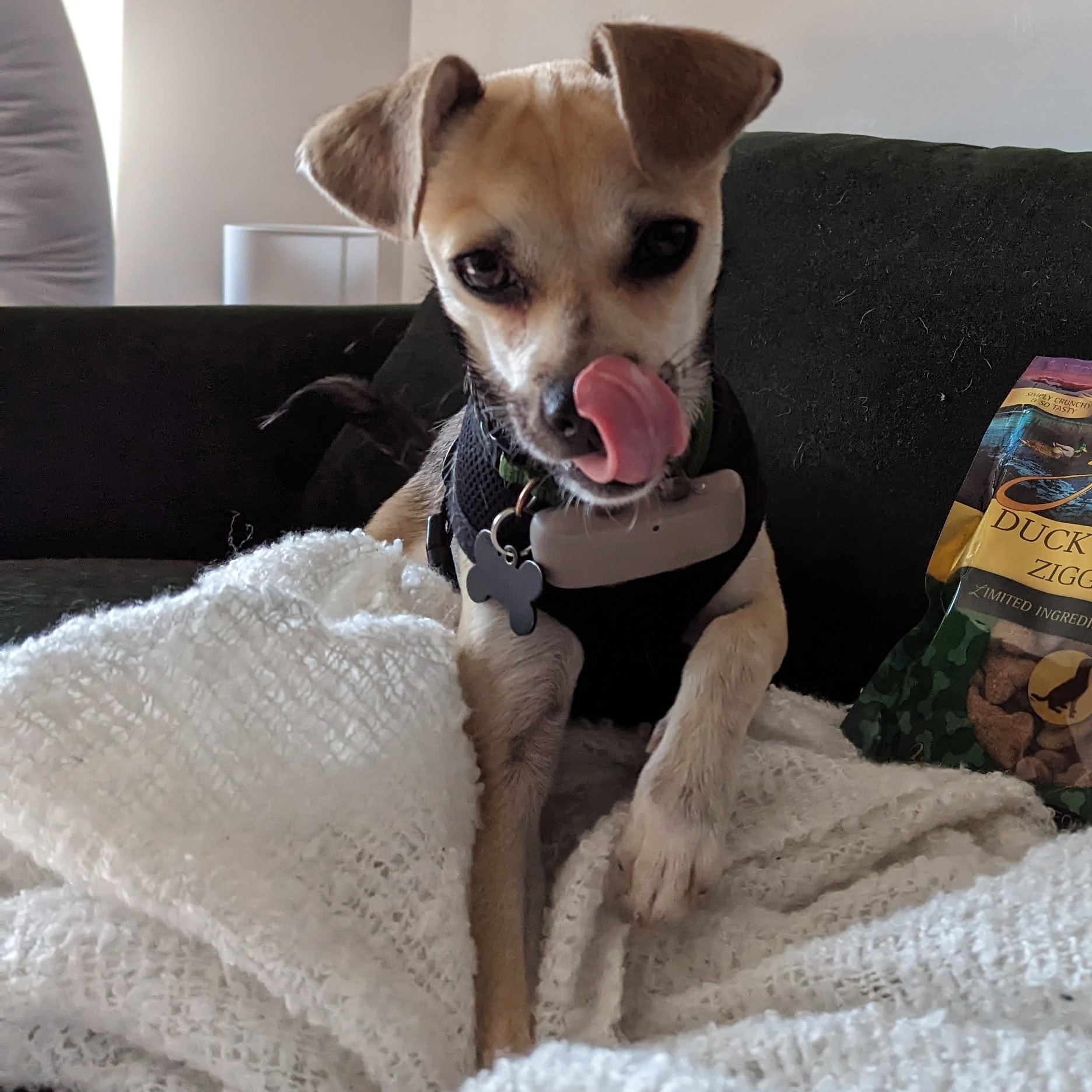 Ollie, a Adopted mixed breed in Coquitlam, BC image 4/10