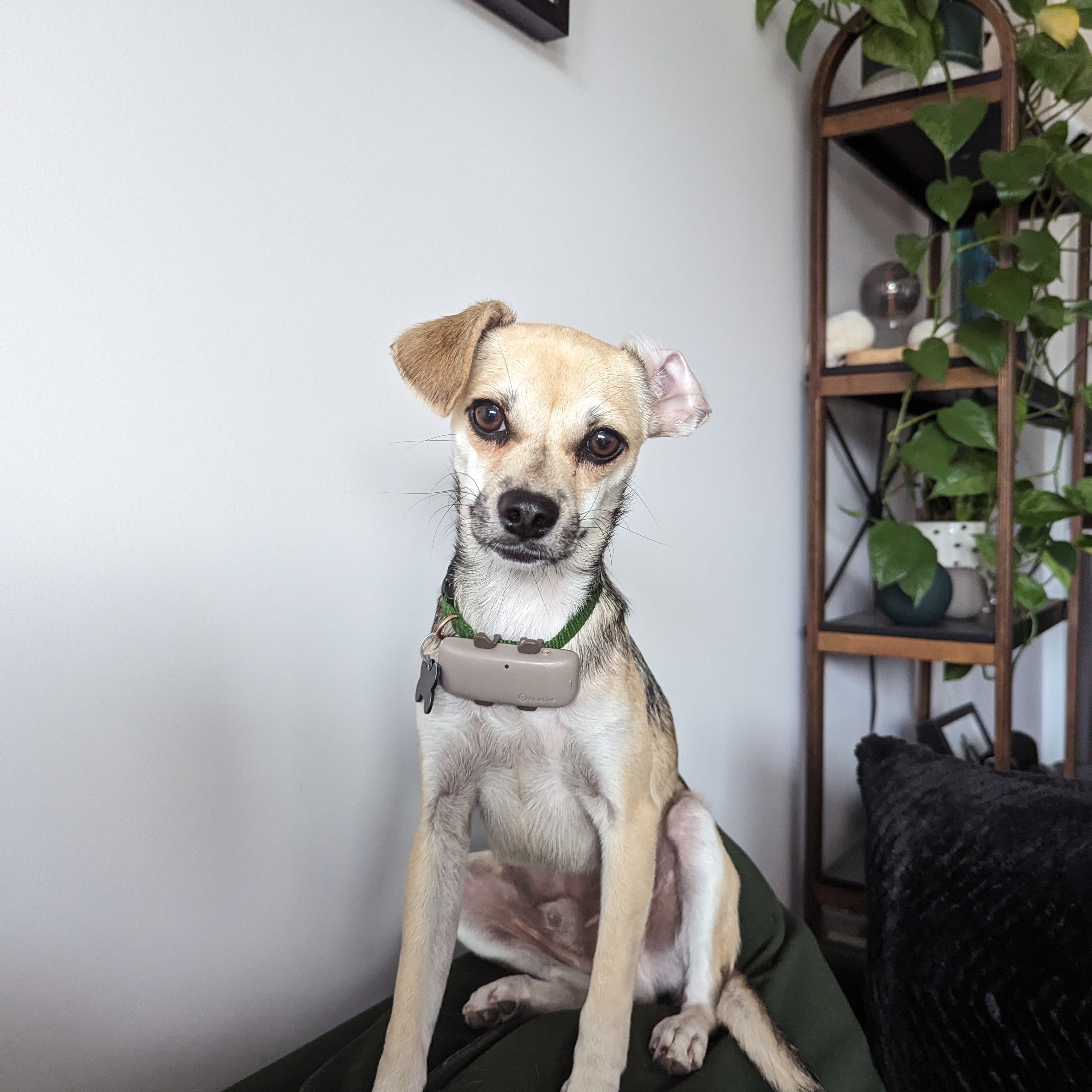 Ollie, a Adopted mixed breed in Coquitlam, BC image 5/10