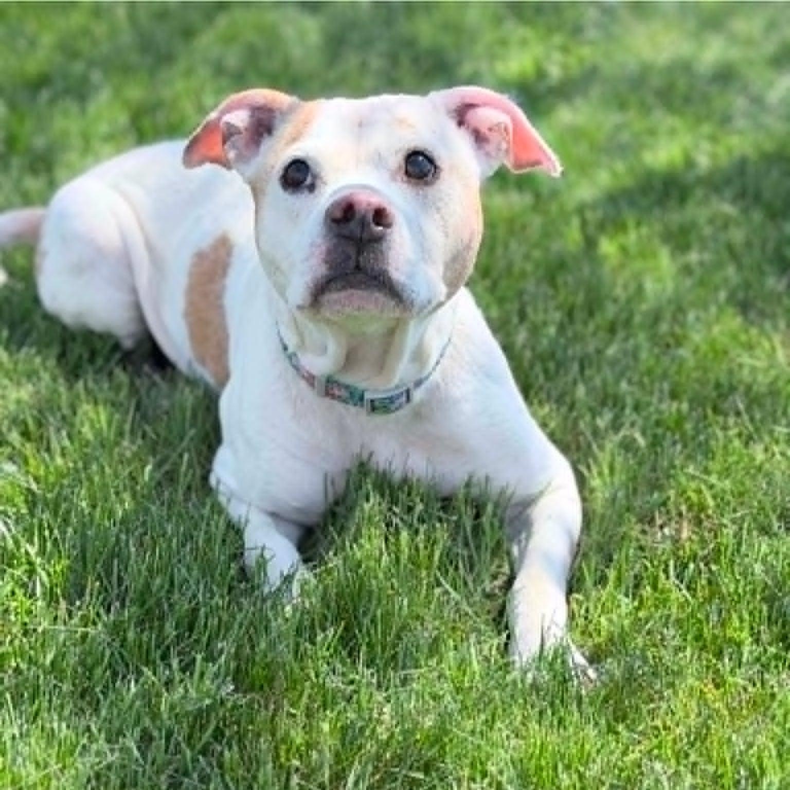 Enlarge Norah (Nora), a ADOPTABLE mixed breed in Wapakoneta, OH image 6/6