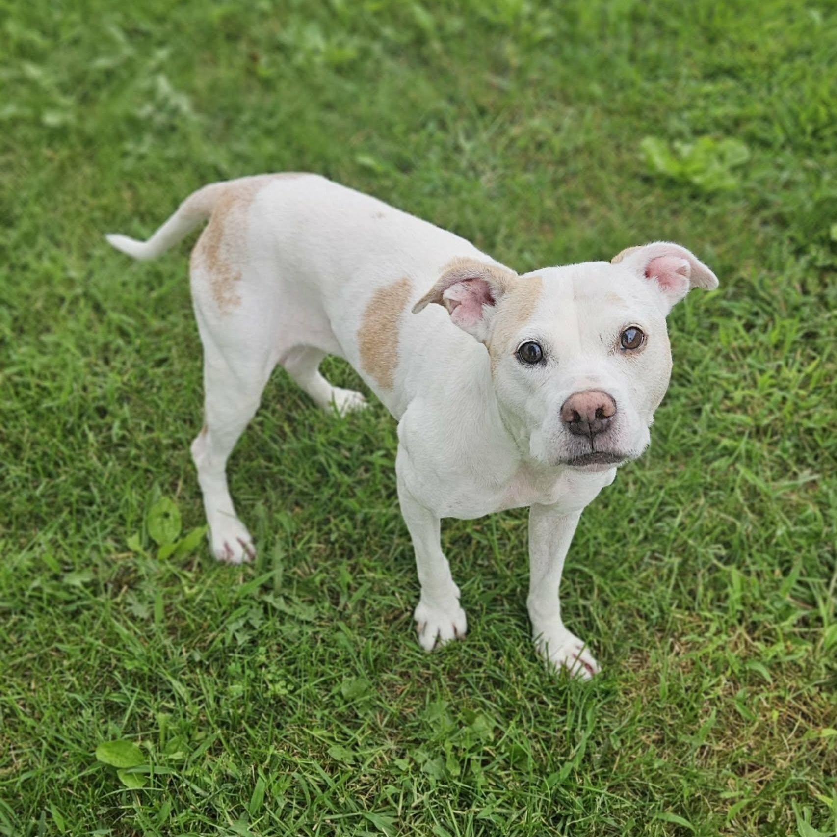 Enlarge Norah (Nora), a ADOPTABLE mixed breed in Wapakoneta, OH image 2/4