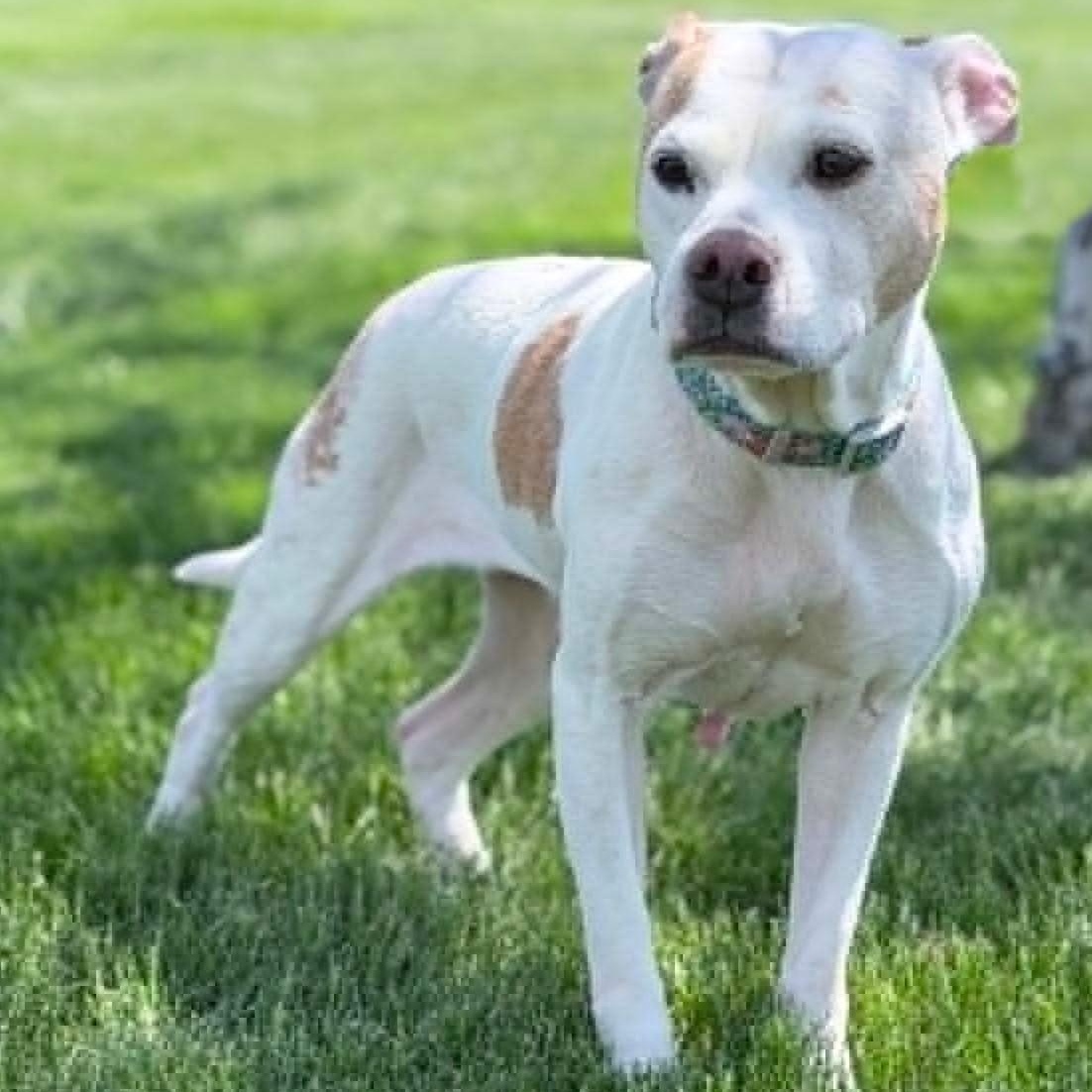 Enlarge Norah (Nora), a ADOPTABLE mixed breed in Wapakoneta, OH image 4/6
