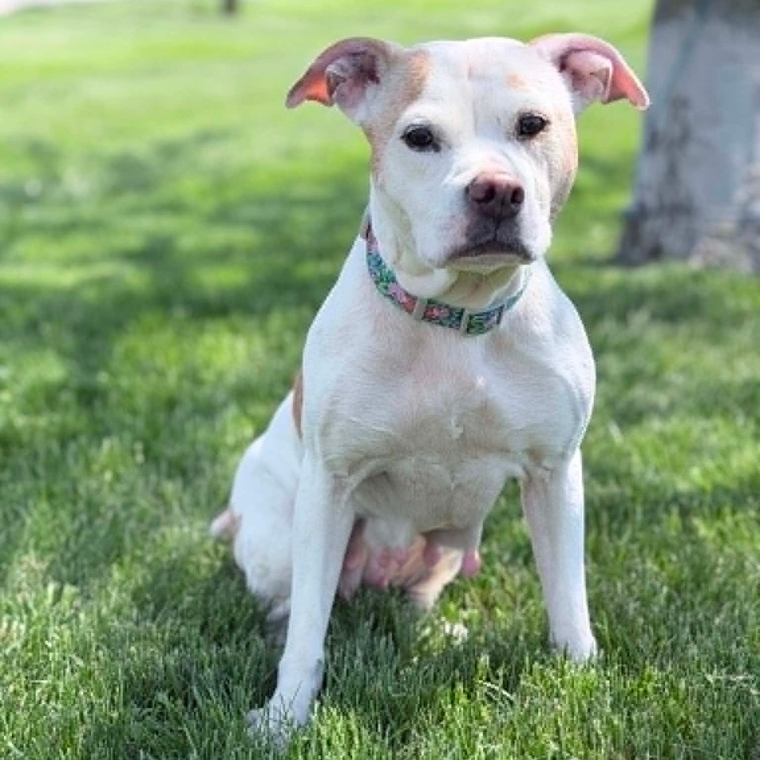 Norah (Nora), ADOPTABLE, Adult Female Pit Bull Terrier.