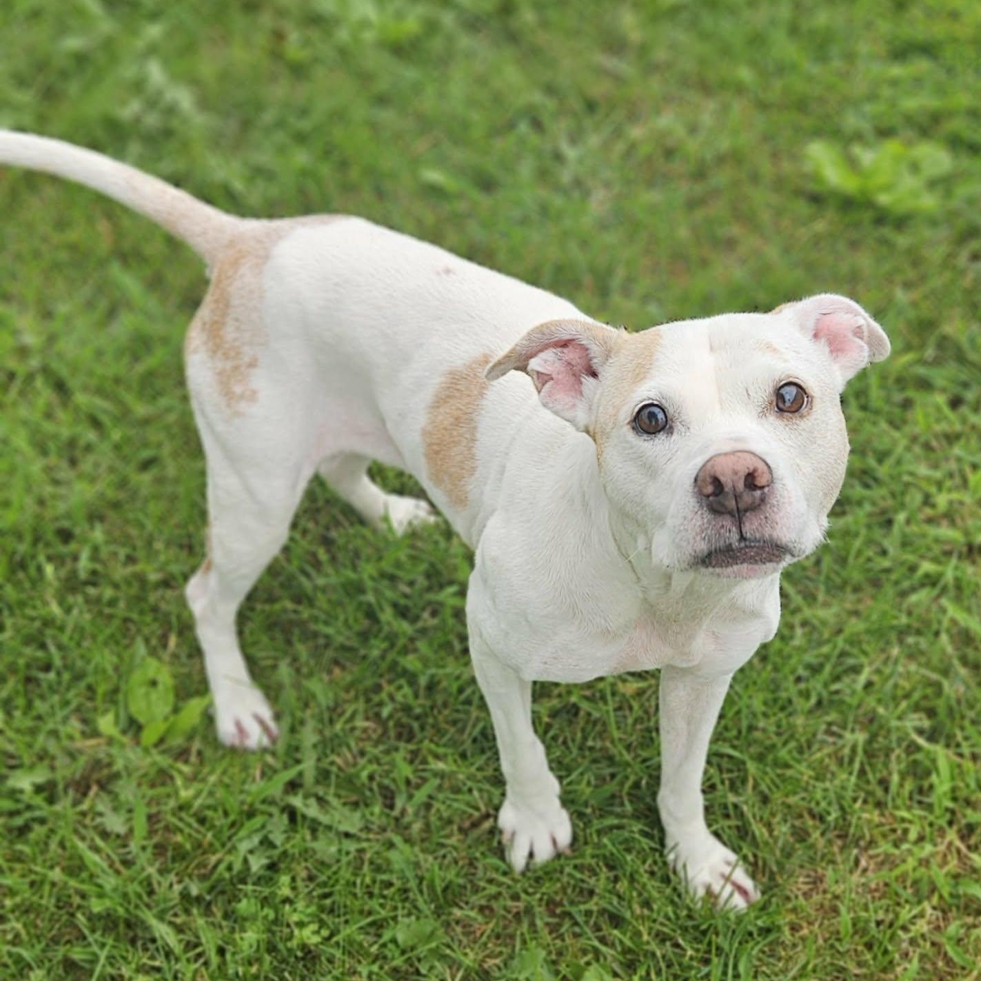 Norah (Nora), ADOPTABLE, Adult Female Pit Bull Terrier.
