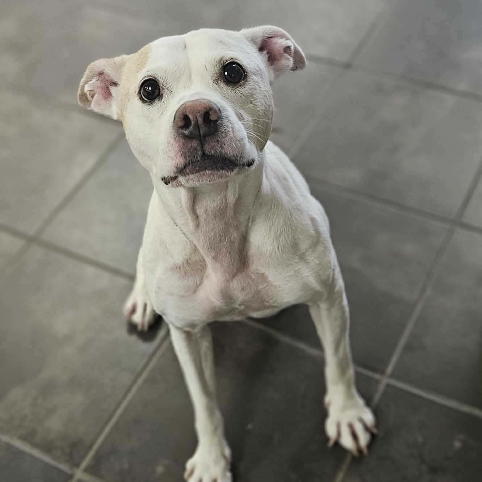 Enlarge Norah (Nora), a ADOPTABLE mixed breed in Wapakoneta, OH image 4/4