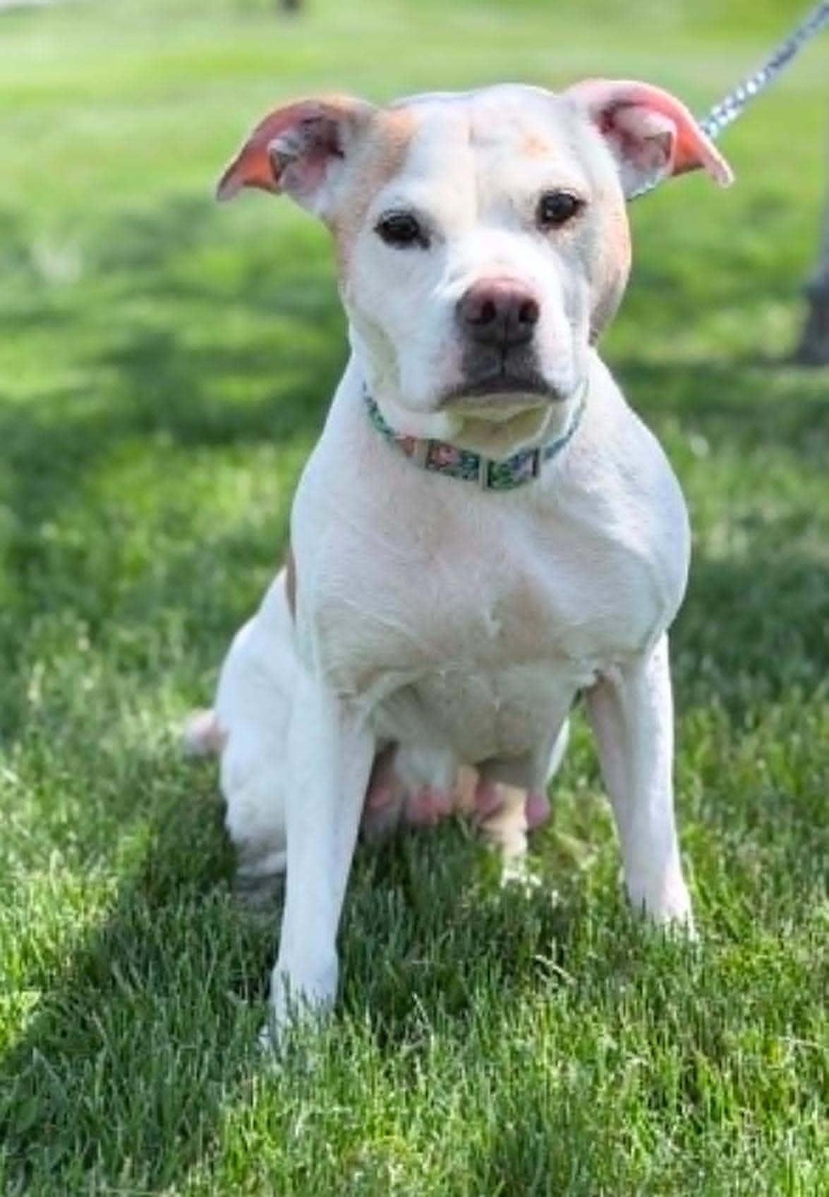 Enlarge Norah (Nora), a ADOPTABLE mixed breed in Wapakoneta, OH image 5/6
