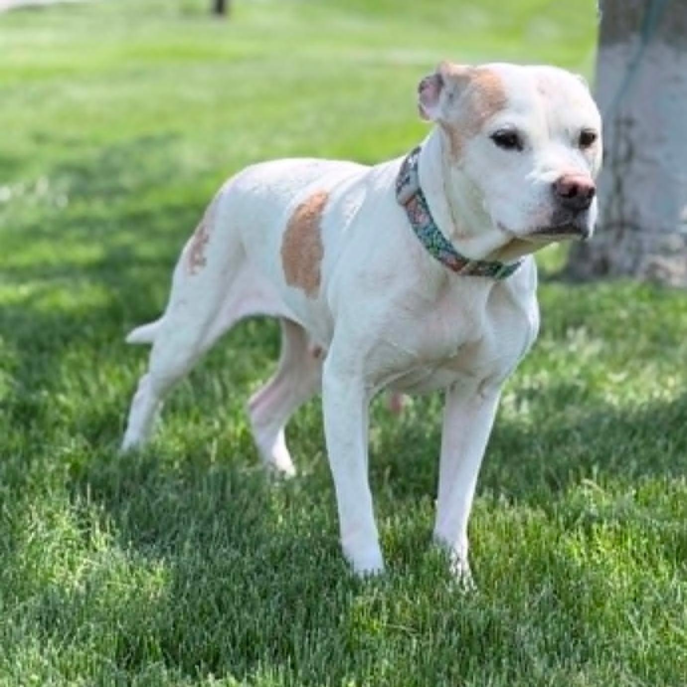 Enlarge Norah (Nora), a ADOPTABLE mixed breed in Wapakoneta, OH image 3/6
