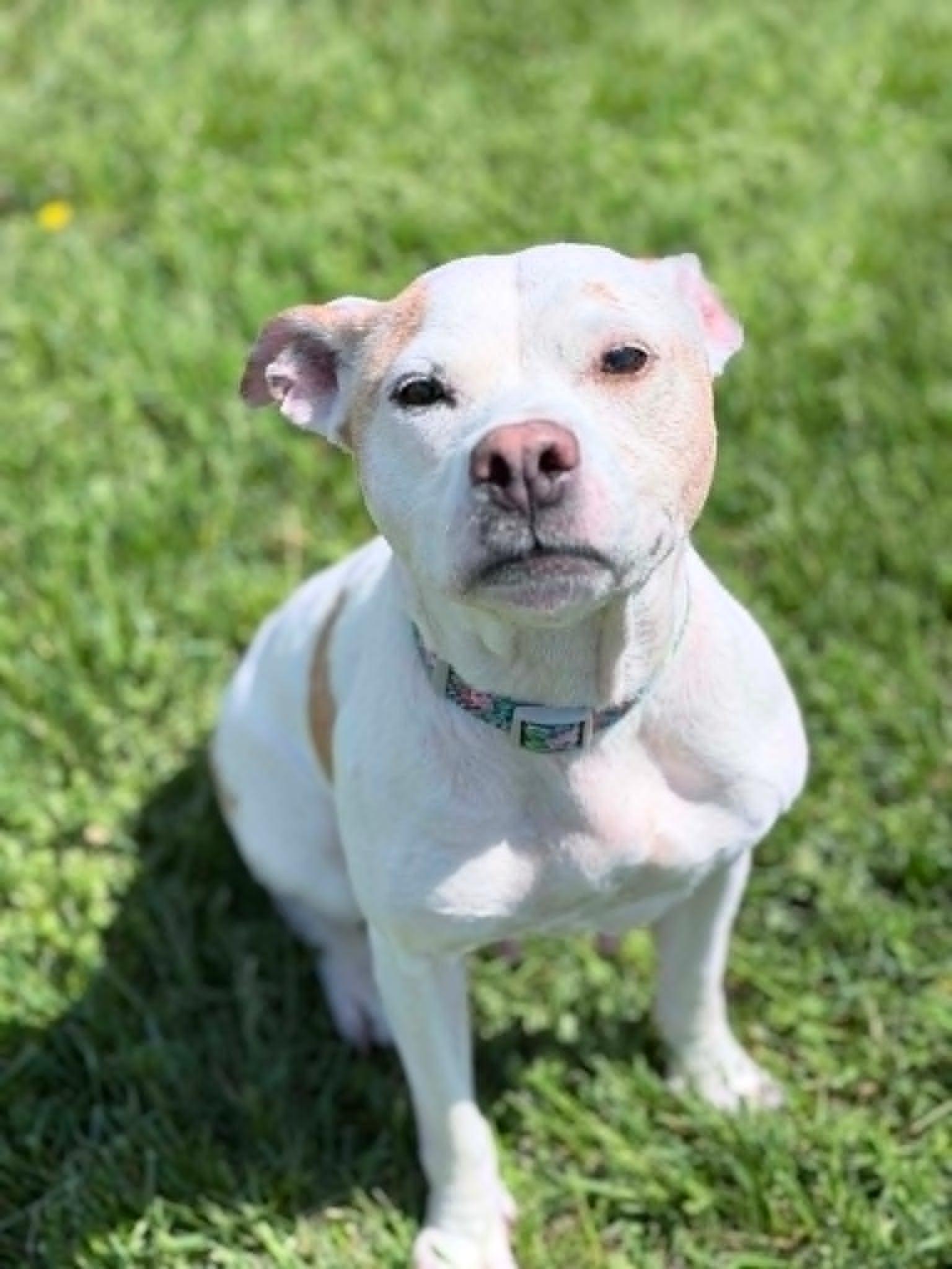 Enlarge Norah (Nora), a ADOPTABLE mixed breed in Wapakoneta, OH image 2/6