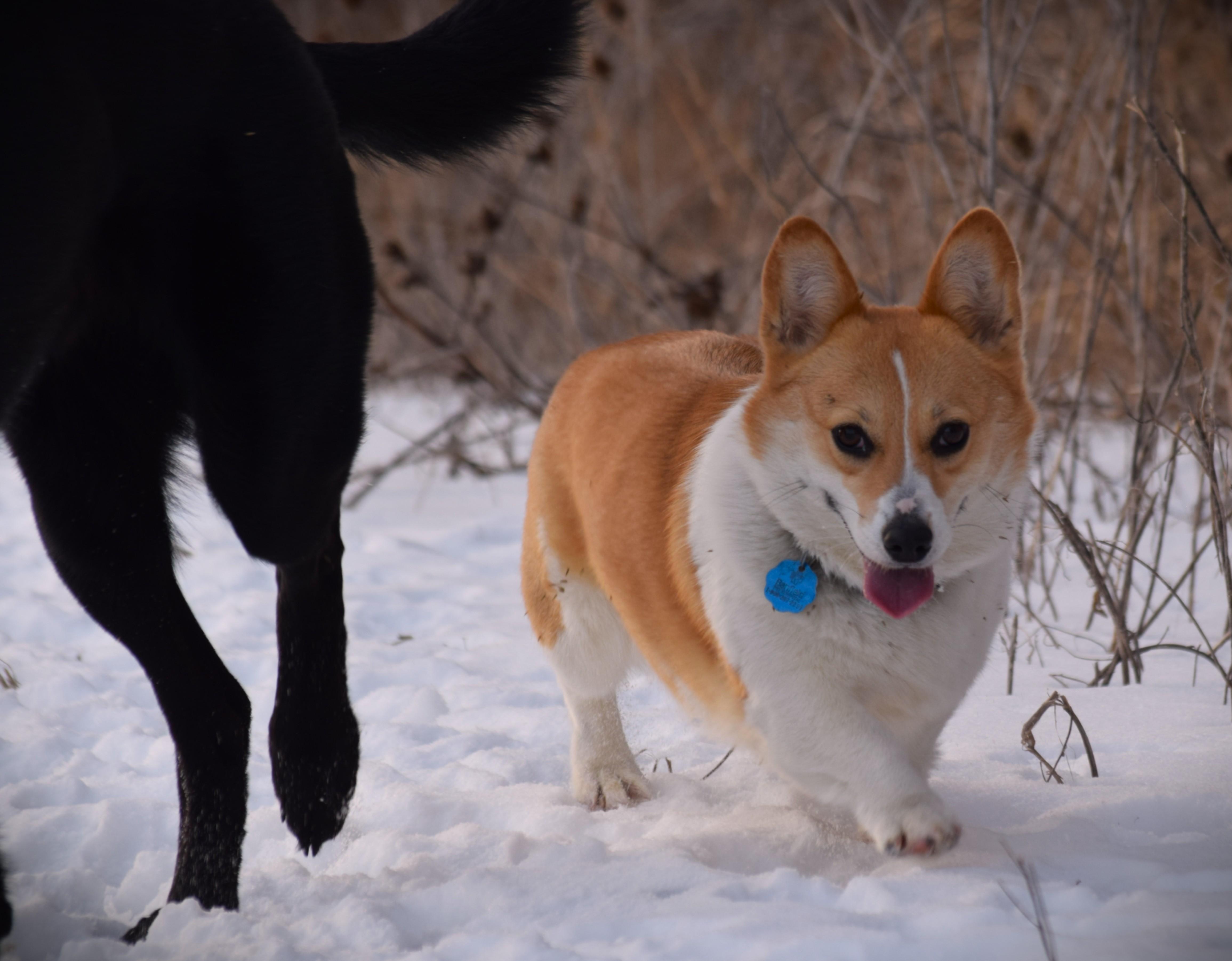 Duchess - Active!!, an adopted Corgi in Rockport, IN image 4/6