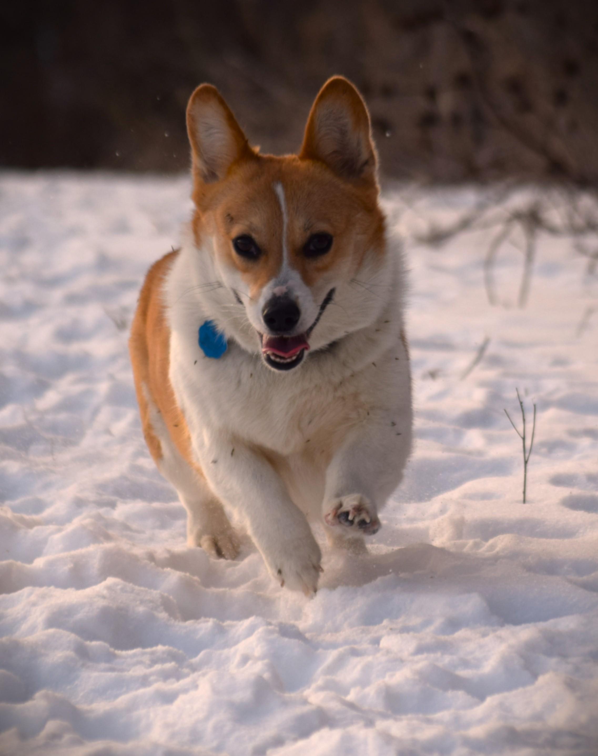 Duchess - Active!!, adopted, Adult Female Corgi.