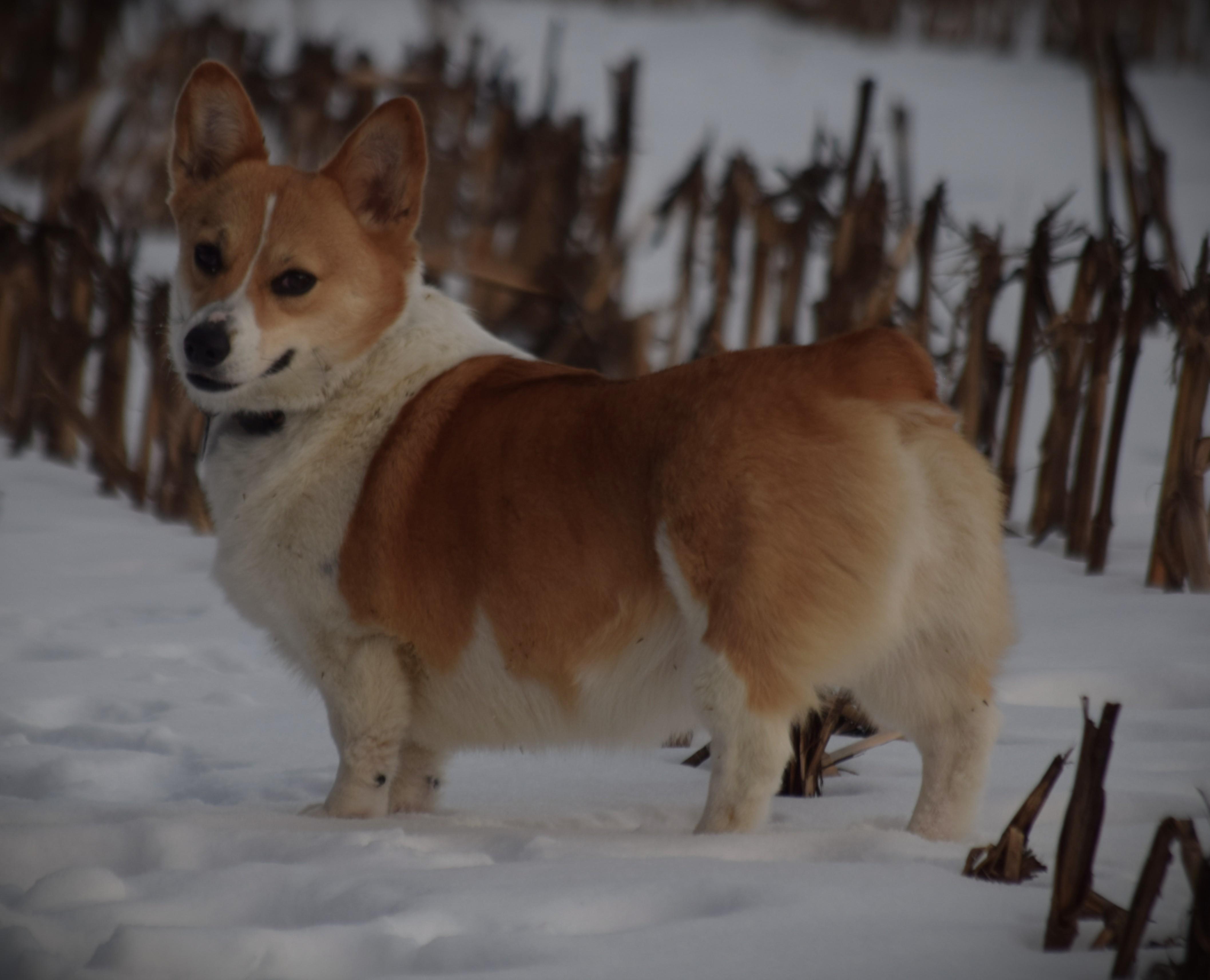 Duchess - Active!!, an adopted Corgi in Rockport, IN image 2/6