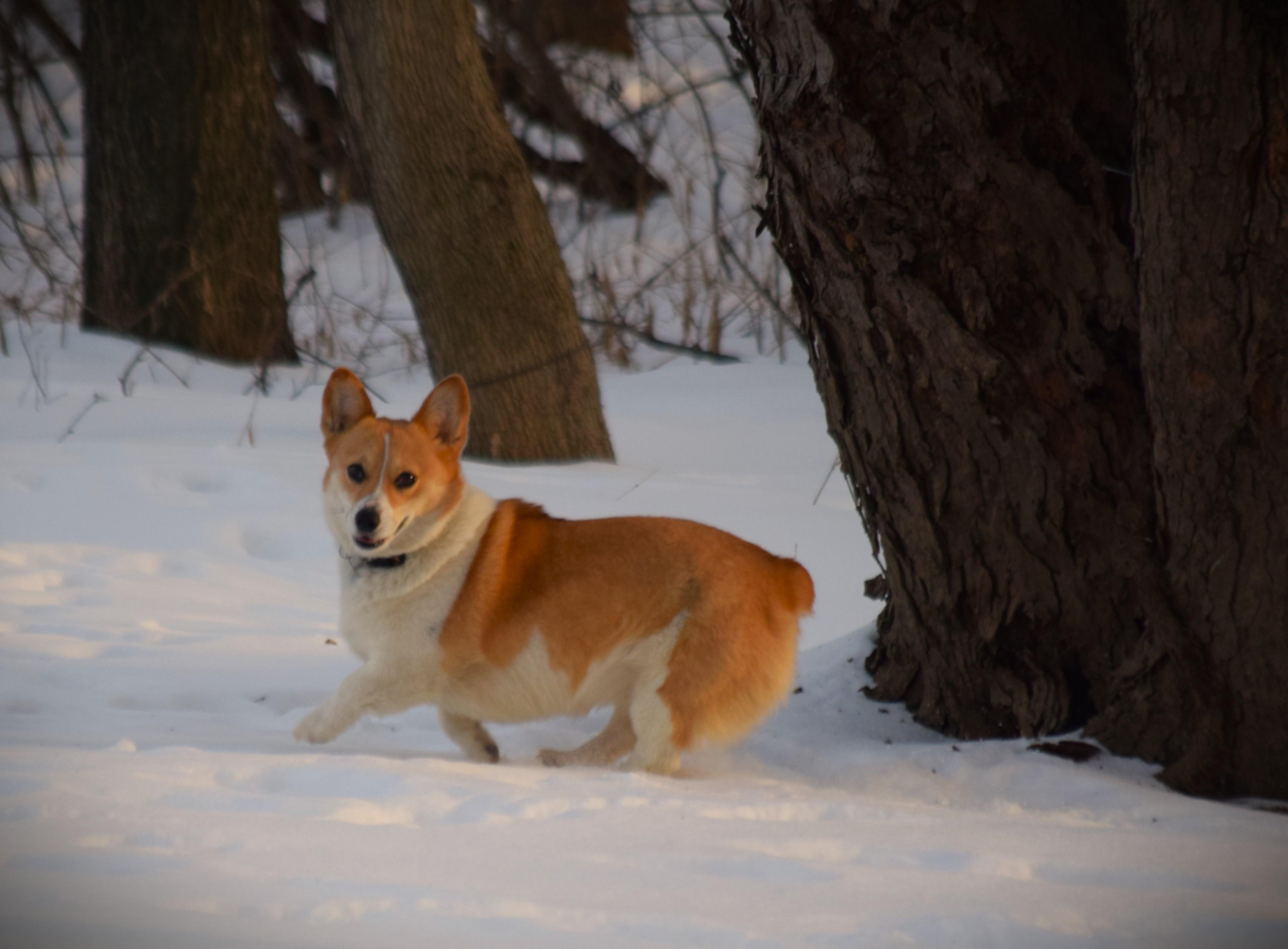 Duchess - Active!!, an adopted Corgi in Rockport, IN image 6/6