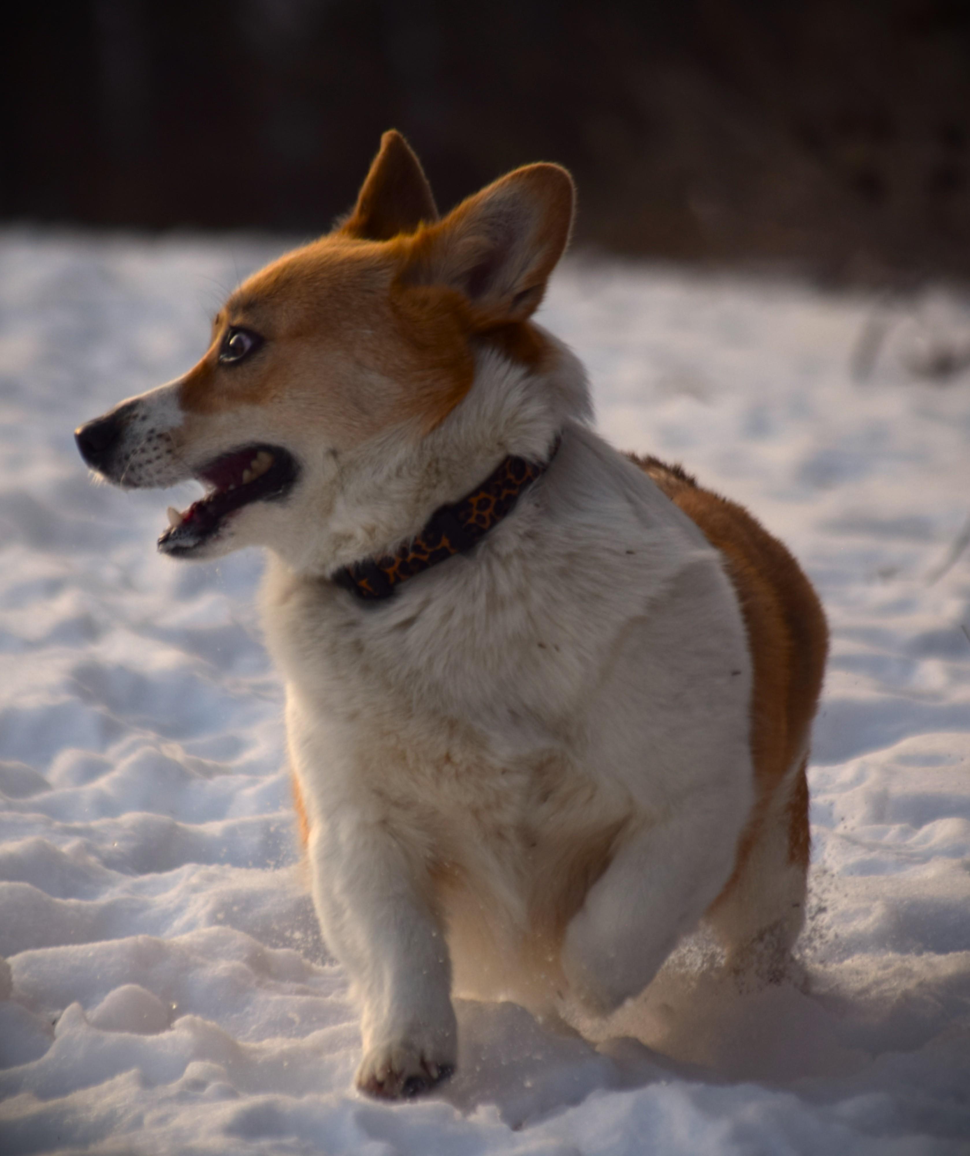Duchess - Active!!, an adopted Corgi in Rockport, IN image 3/6