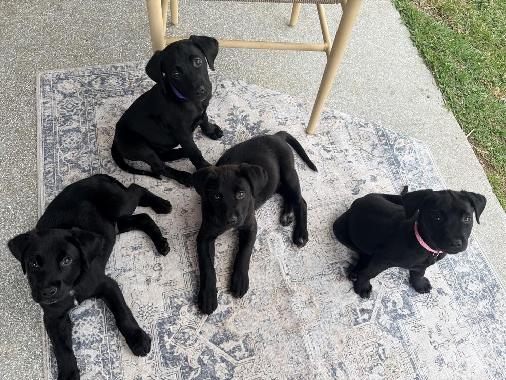 Carcillo / Duke, Adopted, Puppy Male Labrador Retriever & Mixed Breed.