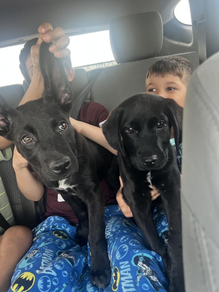 Enlarge Carcillo / Duke, a Adopted mixed breed in Broomfield, CO image 3/6