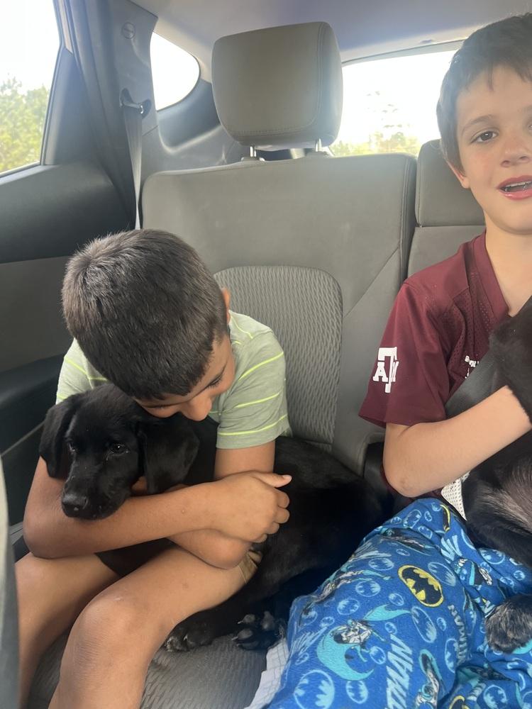 Enlarge Carcillo / Duke, a Adopted mixed breed in Broomfield, CO image 4/6