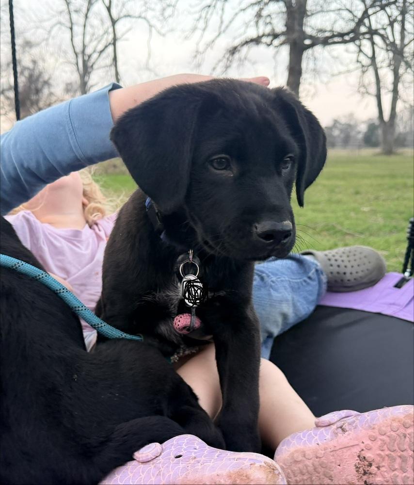 Enlarge Carcillo / Duke, a Adopted mixed breed in Broomfield, CO image 5/6
