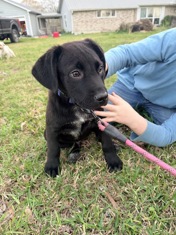 Enlarge Carcillo / Duke, a Adopted mixed breed in Broomfield, CO image 6/6