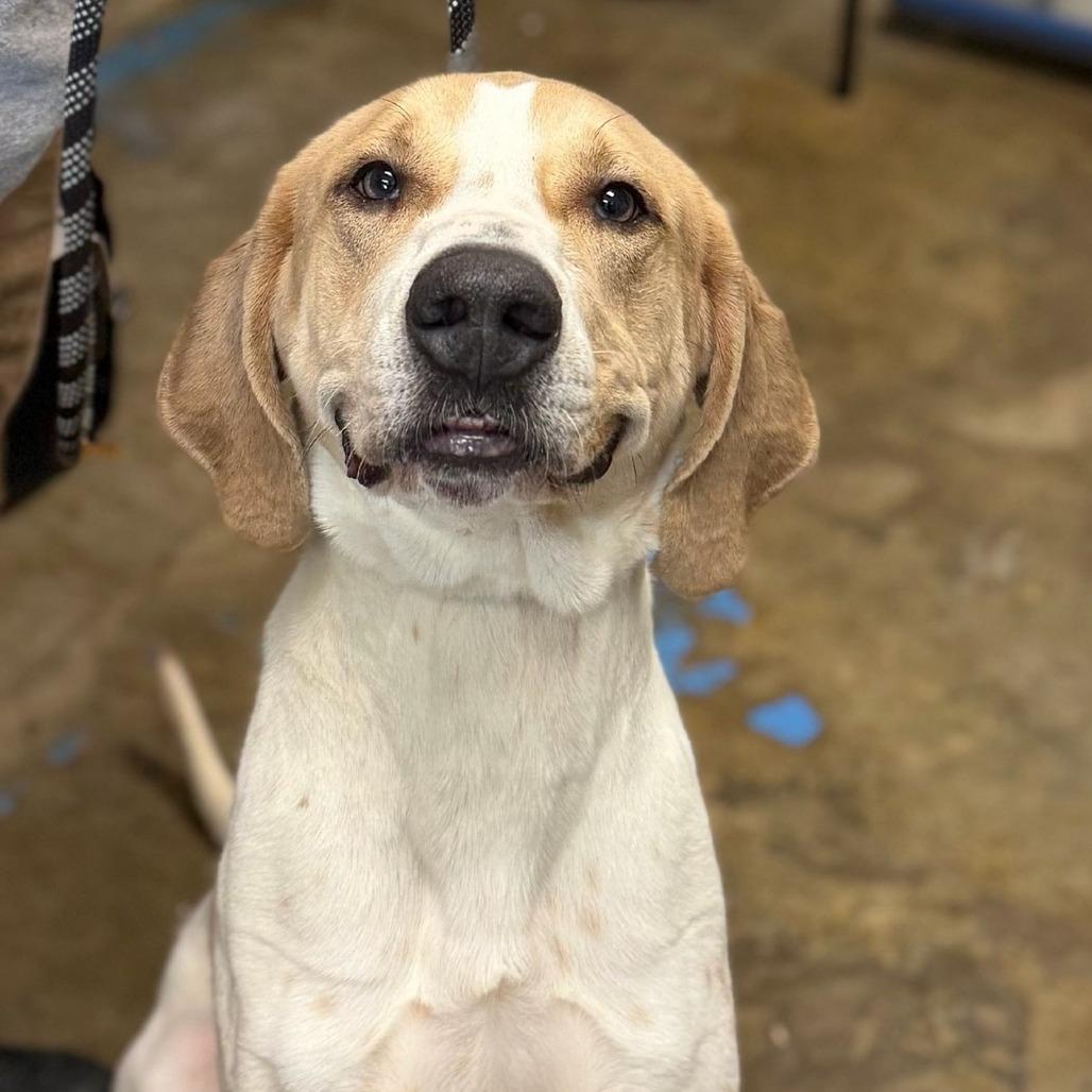 Dexter, Adoptable, Adult Male Coonhound & Hound.
