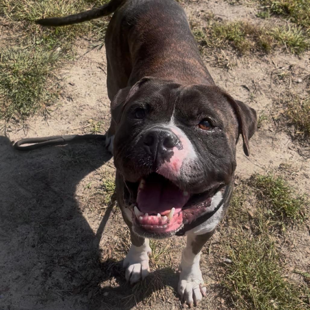 Pretzel, Adoptable, Adult Male Mixed Breed.