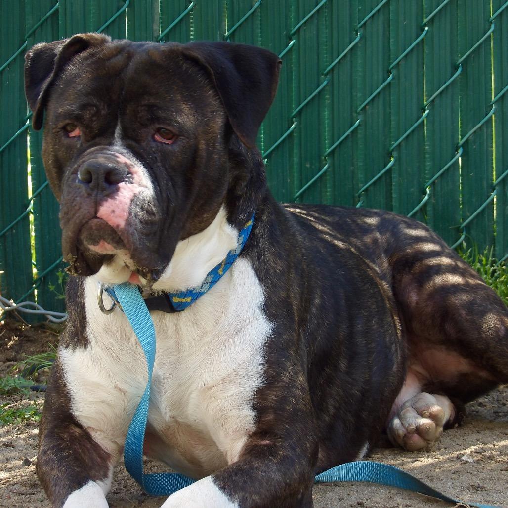 Enlarge Pretzel, a Adoptable Mixed Breed in Vineland, NJ image 2/4