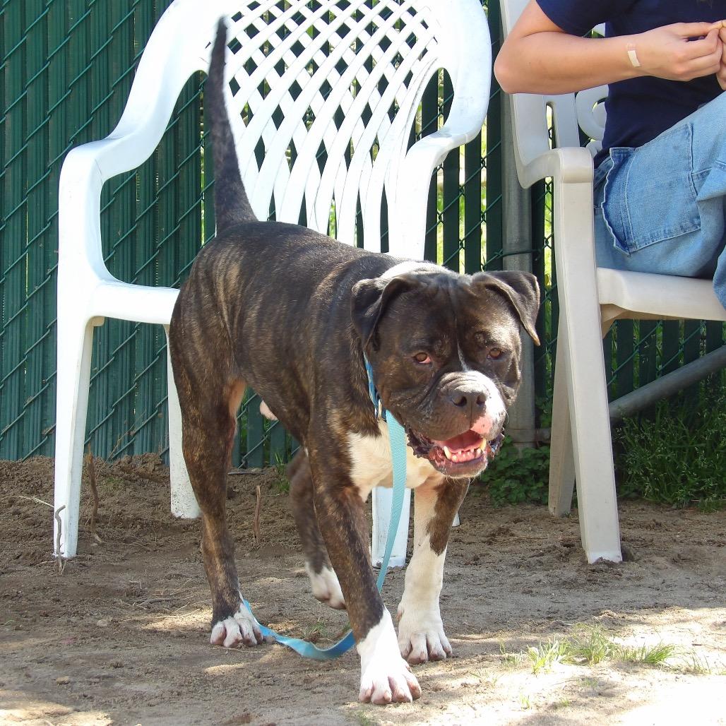 Enlarge Pretzel, a Adoptable Mixed Breed in Vineland, NJ image 3/4
