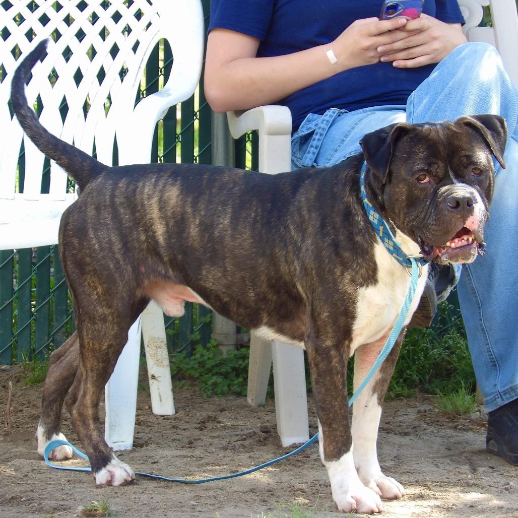 Enlarge Pretzel, a Adoptable Mixed Breed in Vineland, NJ image 4/4