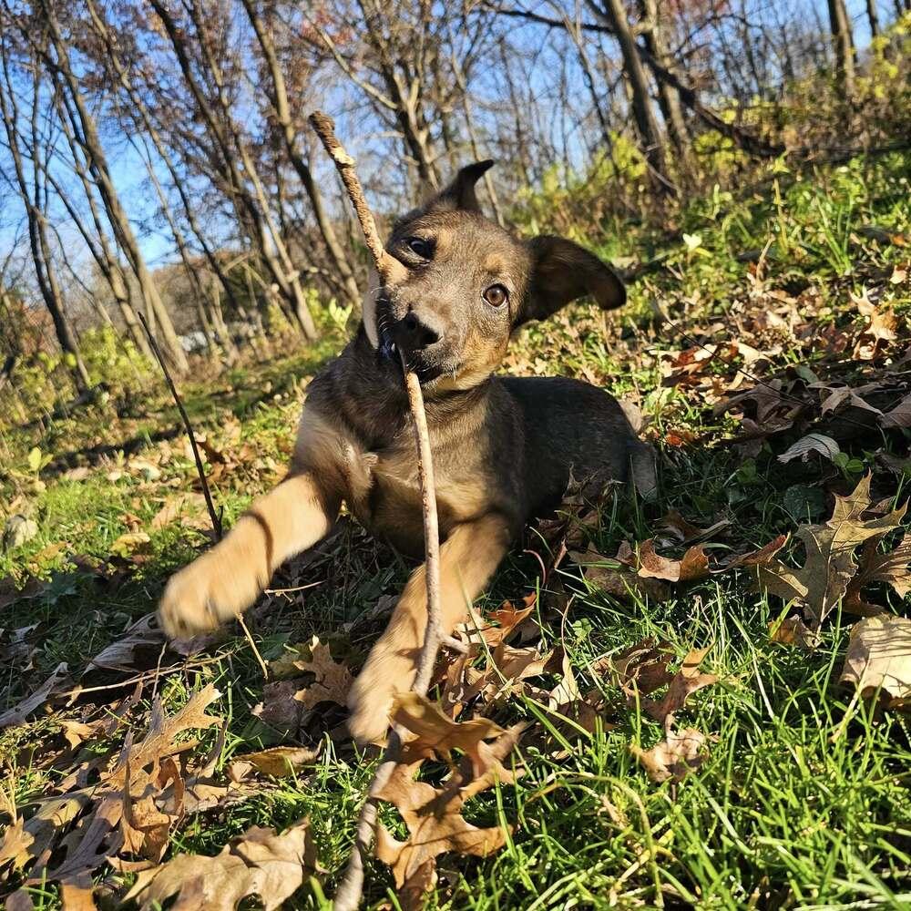 Gnochi, a Adoptable Shepherd in Hastings, MN image 1/4