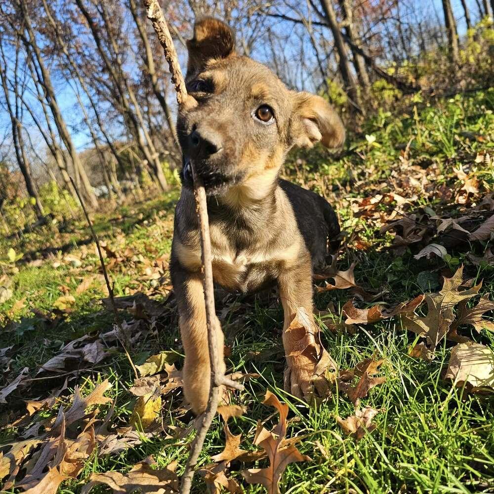Gnochi, a Adoptable Shepherd in Hastings, MN image 2/4