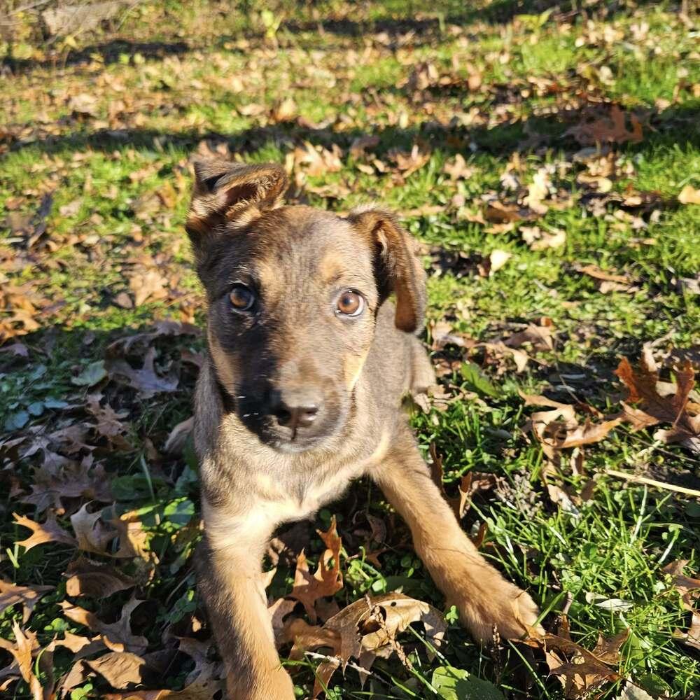 Gnochi, a Adoptable Shepherd in Hastings, MN image 3/4