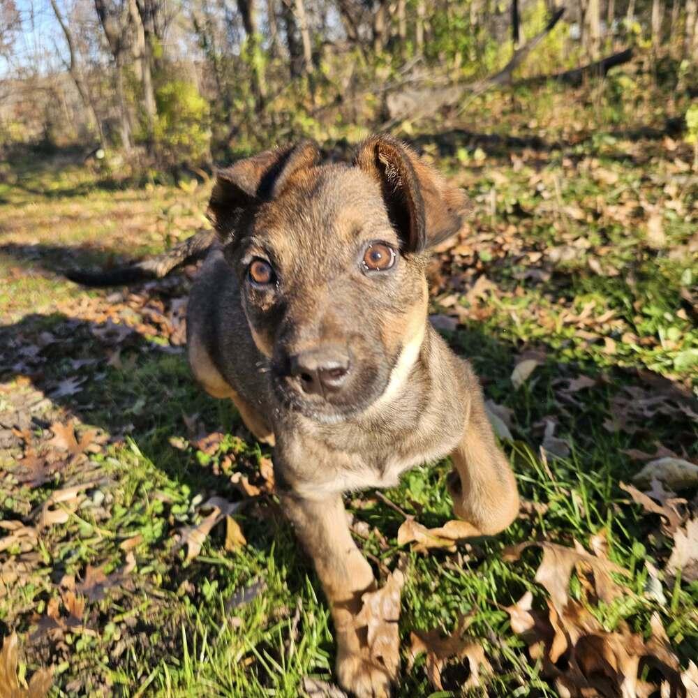 Gnochi, a Adoptable Shepherd in Hastings, MN image 4/4