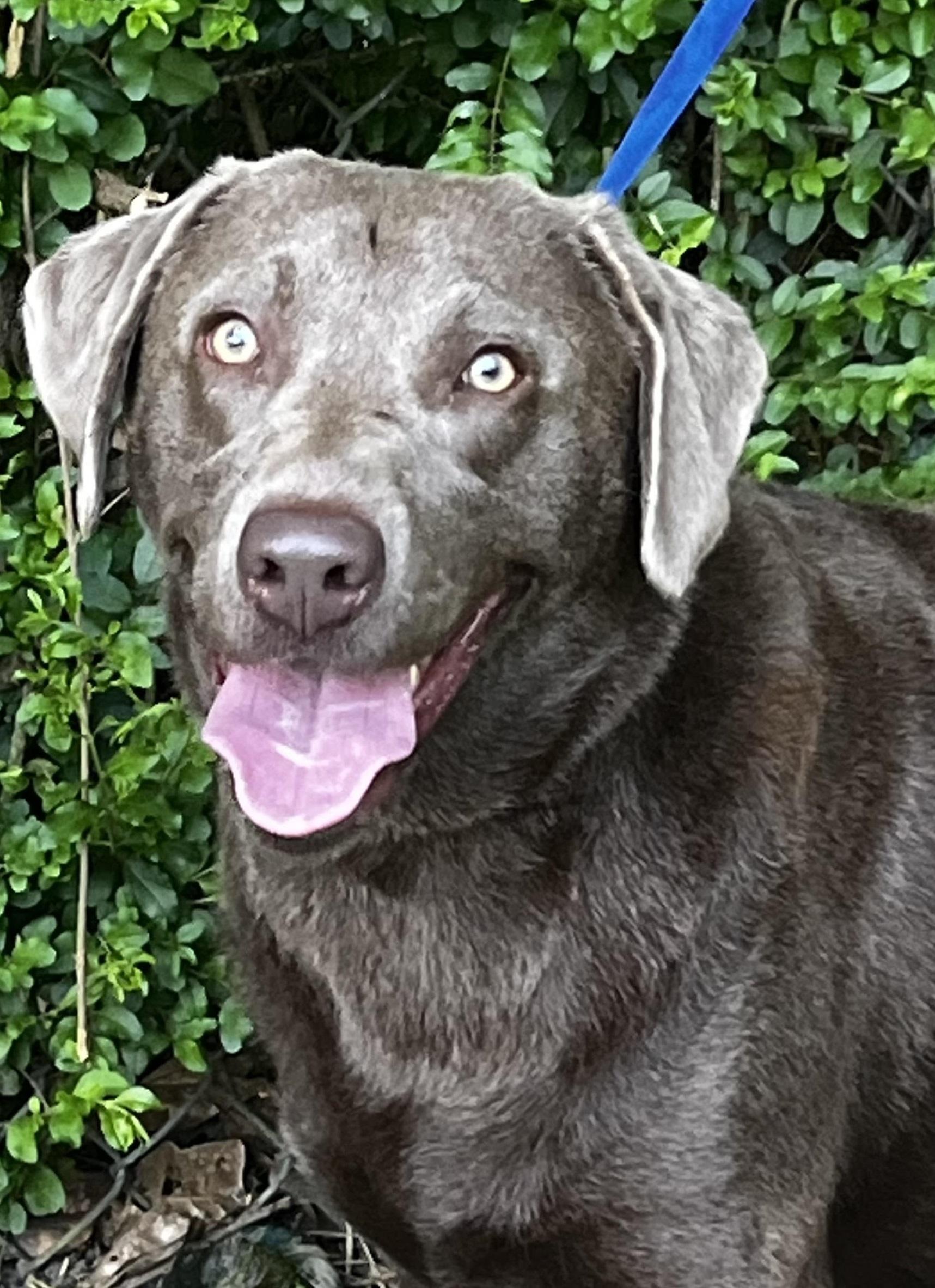 Enlarge Lola 33, an adopted Chocolate Labrador Retriever in Killingworth, CT image 5/6