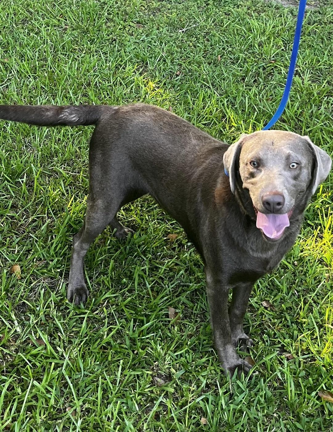 Enlarge Lola 33, an adopted Chocolate Labrador Retriever in Killingworth, CT image 3/6