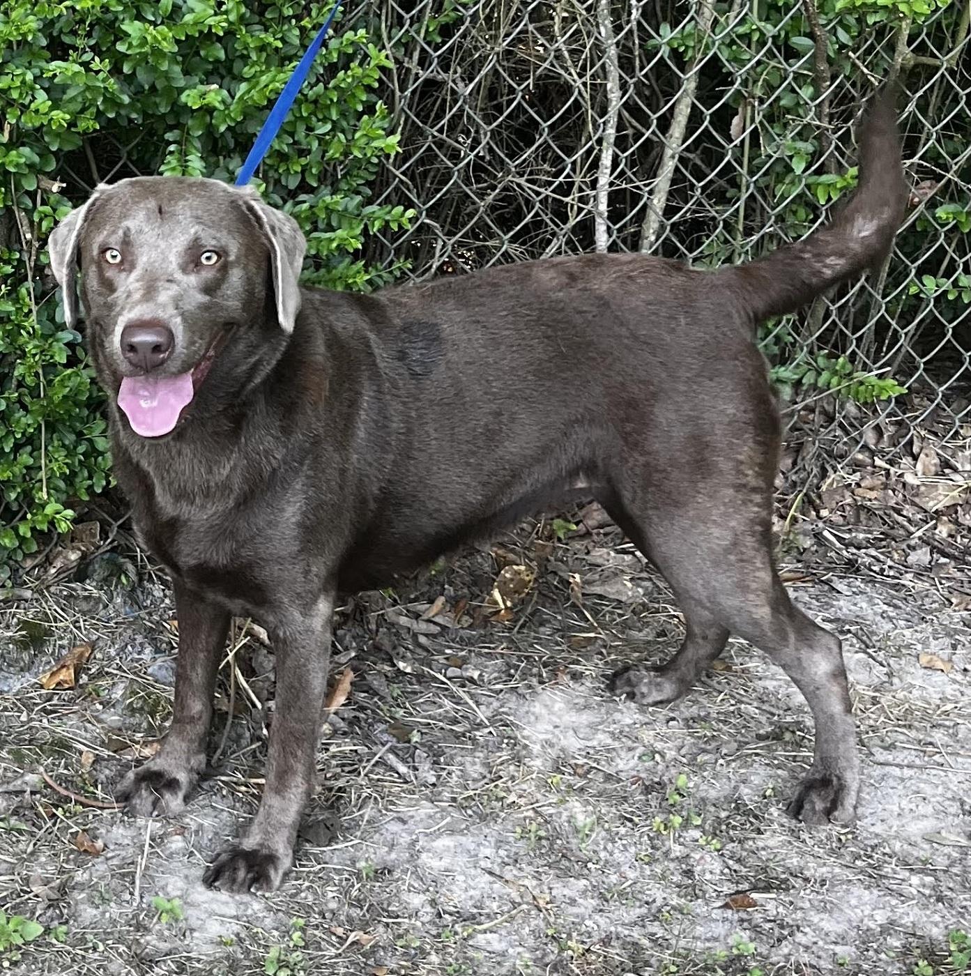 Enlarge Lola 33, an adopted Chocolate Labrador Retriever in Killingworth, CT image 2/6